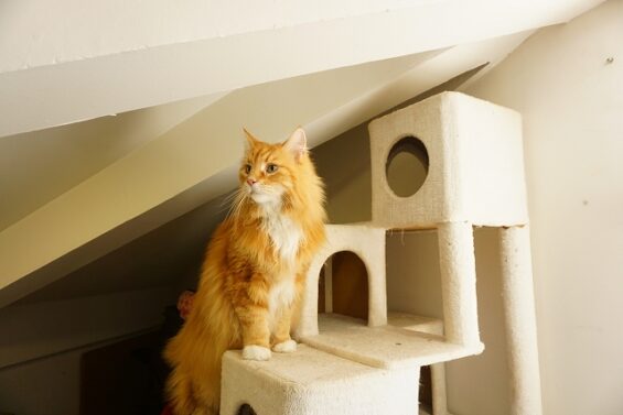 ヌーノクラブ　猫専用ペットホテル　都内　中野区　フリースペースでのびのび　お預り中の猫ちゃん　ソマリのひろし_640