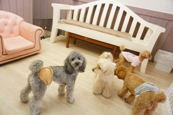 ヌーノクラブ　犬のペットホテル　東京　中野区　フリースペースでのびのび　お預かり中 　トイプードルのごま_640