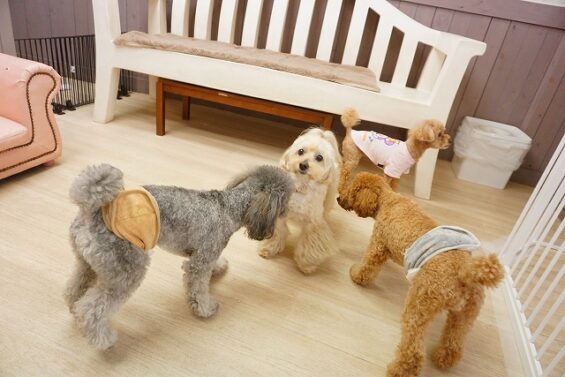 ヌーノクラブ　犬のペットホテル　東京　中野区　フリースペースでのびのび　お預かり中 　ペキプーのクリ_640