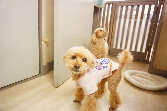 ヌーノクラブ　犬のペットホテル　東京　中野区　フリースペースでのびのび　お預かり中 　トイプードルのめい_640