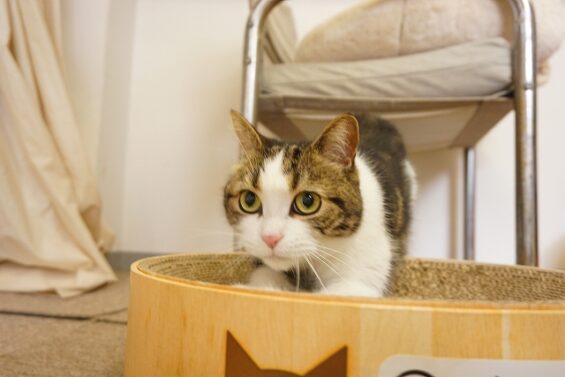 ヌーノクラブ　猫専用ペットホテル　都内　中野区　フリースペースでのびのび　お預り中の猫ちゃん　アメショののんたん_640