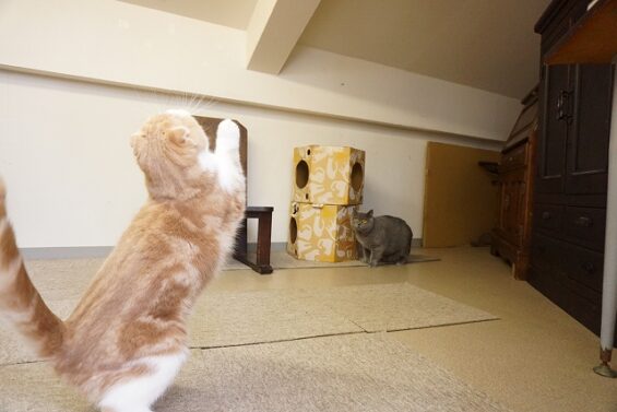 ヌーノクラブ　猫専用ペットホテル　都内　中野区　フリースペースでのびのび　お預り中の猫ちゃん　_640