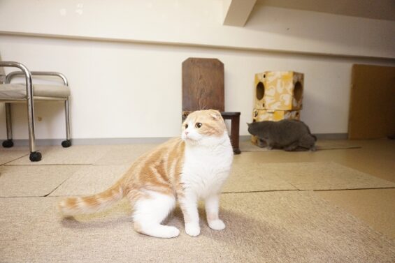 ヌーノクラブ　猫専用ペットホテル　都内　中野区　フリースペースでのびのび　お預り中の猫ちゃん　_640