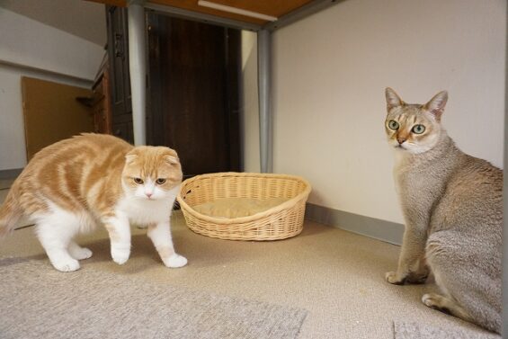 ヌーノクラブ　猫専用ペットホテル　都内　中野区　フリースペースでのびのび　お預り中の猫ちゃん　_640