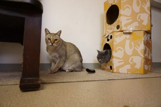 ヌーノクラブ　猫専用ペットホテル　都内　中野区　フリースペースでのびのび　お預り中の猫ちゃん　sシンガプーラの_640