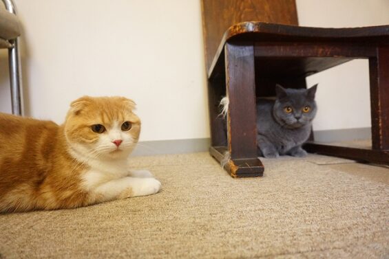 ヌーノクラブ　猫専用ペットホテル　都内　中野区　フリースペースでのびのび　お預り中の猫ちゃん　_640