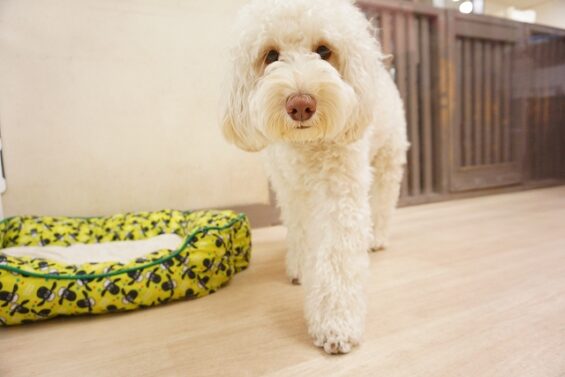 ヌーノクラブ　犬のペットホテル　東京　中野区　フリースペースでのびのび　お預かり中 　ラブラドゥードルのポップ_640