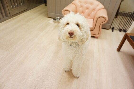 ヌーノクラブ　犬のペットホテル　東京　中野区　フリースペースでのびのび　お預かり中 　ラブラドゥードルのポップ_640