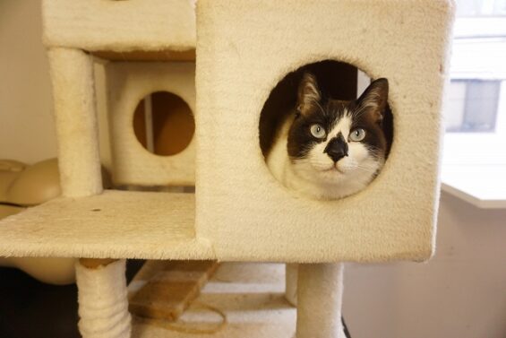 ヌーノクラブ　猫専用ペットホテル　都内　中野区　フリースペースでのびのび　お預り中の猫ちゃん　MIXのチョコレート_640