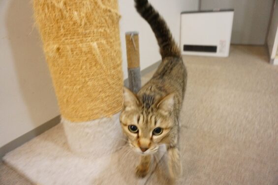 ヌーノクラブ　猫専用ペットホテル　都内　中野区　フリースペースでのびのび　お預り中の猫ちゃん　MIXのルナ_640