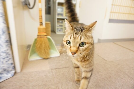 ヌーノクラブ　猫専用ペットホテル　都内　中野区　フリースペースでのびのび　お預り中の猫ちゃん　MIXのルナ_640
