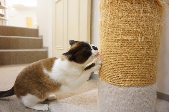 ヌーノクラブ　猫専用ペットホテル　都内　中野区　フリースペースでのびのび　お預り中の猫ちゃん　MIXのチョコレート_640