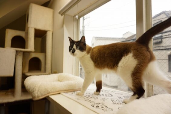 ヌーノクラブ　猫専用ペットホテル　都内　中野区　フリースペースでのびのび　お預り中の猫ちゃん　MIXのチョコレート_640