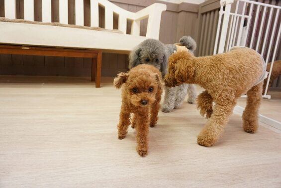 ヌーノクラブ　犬のペットホテル　東京　中野区　フリースペースでのびのび　お預かり中 　トイプードルのロジェちゃん_640