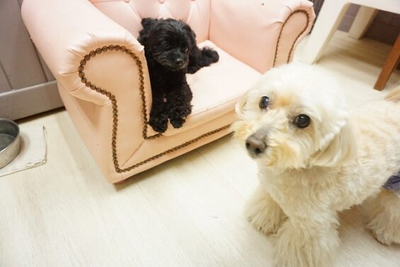 ヌーノクラブ　犬のペットホテル　東京　中野区　フリースペースでのびのび　お預かり中 　ペキプーのクリ_640
