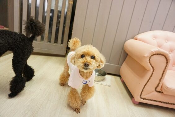 ヌーノクラブ　犬のペットホテル　東京　中野区　フリースペースでのびのび　お預かり中 　トイプードルのめい_640