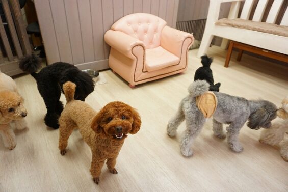 ヌーノクラブ　犬のペットホテル　東京　中野区　フリースペースでのびのび　お預かり中 　トイプードルのもも_640