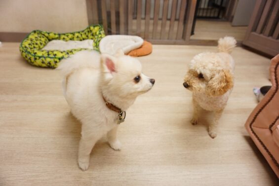 ヌーノクラブ　犬のペットホテル　東京　中野区　フリースペースでのびのび　お預かり中 　福_640