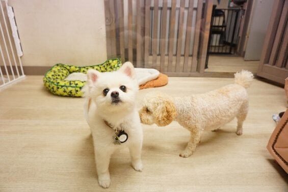 ヌーノクラブ　犬のペットホテル　東京　中野区　フリースペースでのびのび　お預かり中 　福_640