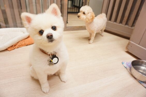 ヌーノクラブ　犬のペットホテル　東京　中野区　フリースペースでのびのび　お預かり中 　福_640