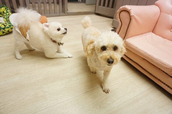 ヌーノクラブ　犬のペットホテル　東京　中野区　フリースペースでのびのび　お預かり中 　クッキー_640