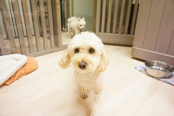 ヌーノクラブ　犬のペットホテル　東京　中野区　フリースペースでのびのび　お預かり中 　クッキー_640