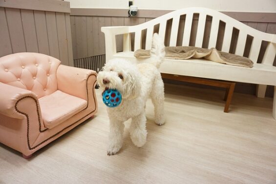 ヌーノクラブ　犬のペットホテル　東京　中野区　フリースペースでのびのび　お預かり中 　ドゥードゥルのポップ_640