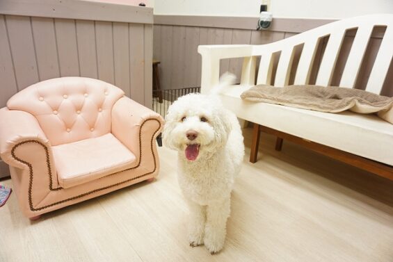 ヌーノクラブ　犬のペットホテル　東京　中野区　フリースペースでのびのび　お預かり中 　ドゥードゥルのポップ_640