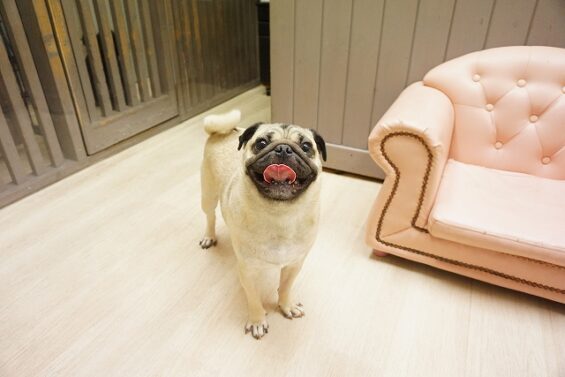 ヌーノクラブ　犬のペットホテル　東京　中野区　フリースペースでのびのび　お預かり中 　パグのこてつ_640