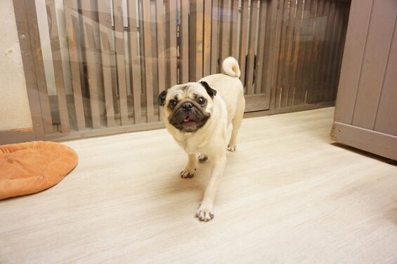 ヌーノクラブ　犬のペットホテル　東京　中野区　フリースペースでのびのび　お預かり中 　パグのこてつ_640