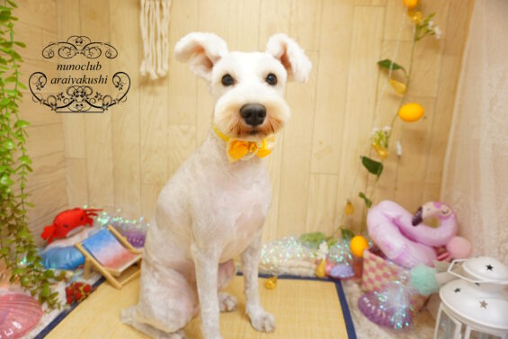 ペットサロン、ヌーノクラブ、可愛くリーズナブルにトリミング　シュナのシロ