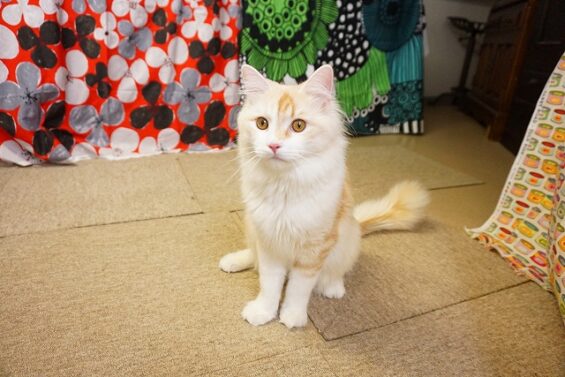 ヌーノクラブ　猫専用ペットホテル　都内　中野区　フリースペースでのびのび　お預り中の猫ちゃん　ノルウェージャンフォレストキャットの板橋メル