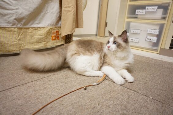 ヌーノクラブ　猫専用ペットホテル　都内　中野区　フリースペースでのびのび　お預り中の猫ちゃん　ラグドールのけまり