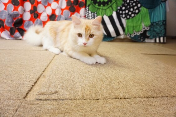 ヌーノクラブ　猫専用ペットホテル　都内　中野区　フリースペースでのびのび　お預り中の猫ちゃん　ノルウェージャンフォレストキャットの竹内メル