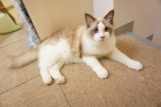 ヌーノクラブ　猫専用ペットホテル　都内　中野区　フリースペースでのびのび　お預り中の猫ちゃん　ラグドールの山崎けまり