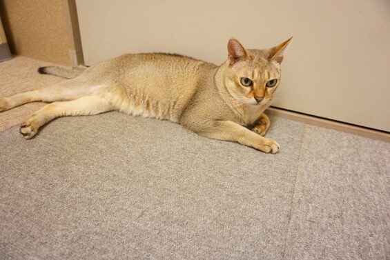 ヌーノクラブ　猫専用ペットホテル　都内　中野区　フリースペースでのびのび　お預り中の猫ちゃん　シンガプーラの黒川太郎