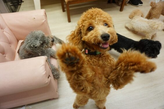 ヌーノクラブ　犬のペットホテル　東京　中野区　フリースペースでのびのび　お預かり中　タイニープードルの クレア 