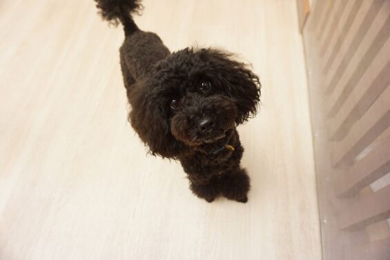 ヌーノクラブ　犬のペットホテル　東京　中野区　フリースペースでのびのび　お預かり中　トイプードルのさくら