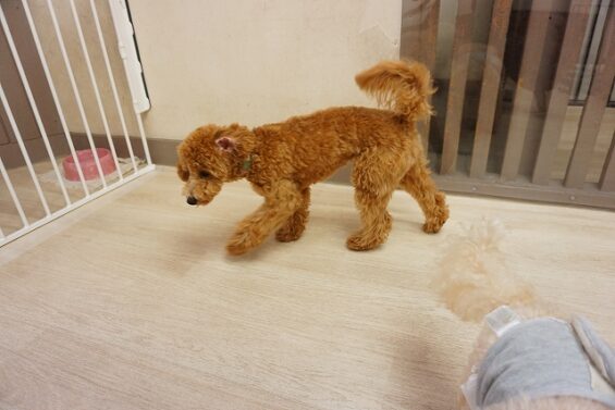ヌーノクラブ　犬のペットホテル　東京　中野区　フリースペースでのびのび　お預かり中　タイニープードルの クレア 