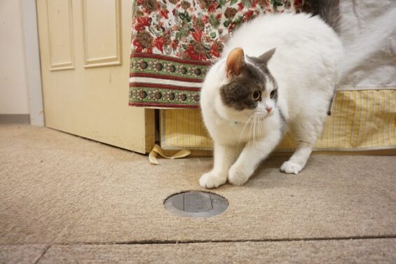 ヌーノクラブ　猫専用ペットホテル　都内　中野区　フリースペースでのびのび　お預り中の猫ちゃん　スコティッシュフォールドのルフィー