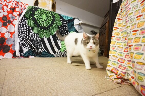 ヌーノクラブ　猫専用ペットホテル　都内　中野区　フリースペースでのびのび　お預り中の猫ちゃん　スコティッシュフォールドのルフィー