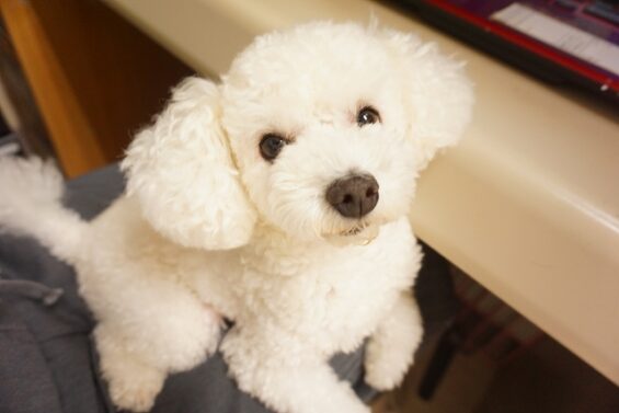 ヌーノクラブ　犬のペットホテル　東京　中野区　フリースペースでのびのび　お預かり中　トイプードルのオタ
