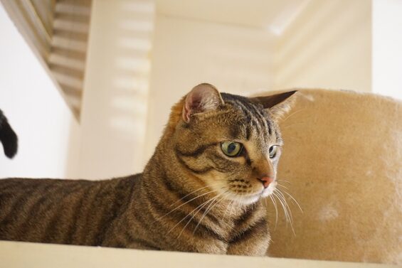 ヌーノクラブ　猫専用ペットホテル　都内　中野区　フリースペースでのびのび　お預り中の猫ちゃん　ミックスのラム