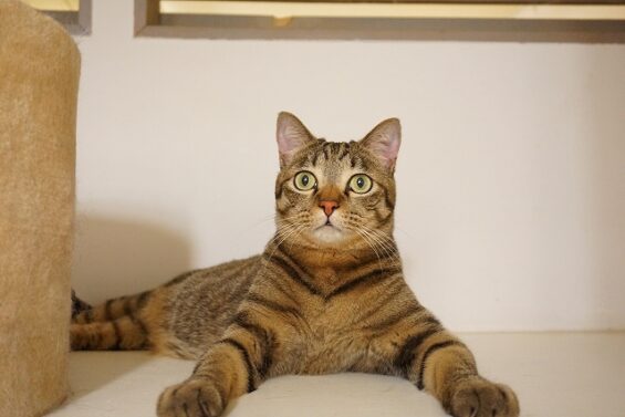 ヌーノクラブ　猫専用ペットホテル　都内　中野区　フリースペースでのびのび　お預り中の猫ちゃん　ミックスのラム