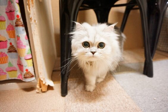 ヌーノクラブ　猫専用ペットホテル　都内　中野区　フリースペースでのびのび　お預り中の猫ちゃん　ペルシャのすず