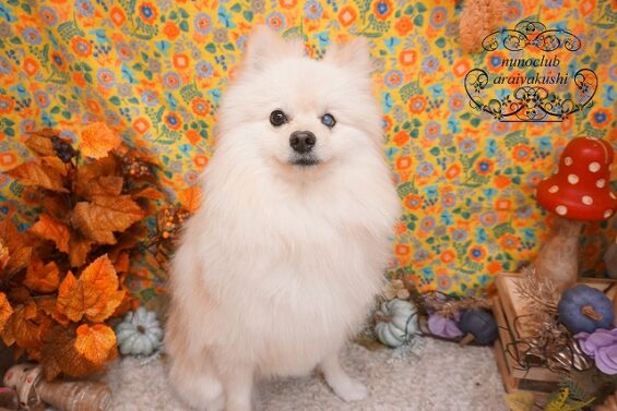 ヌーノクラブ 犬のポメラニアンのふうた_640