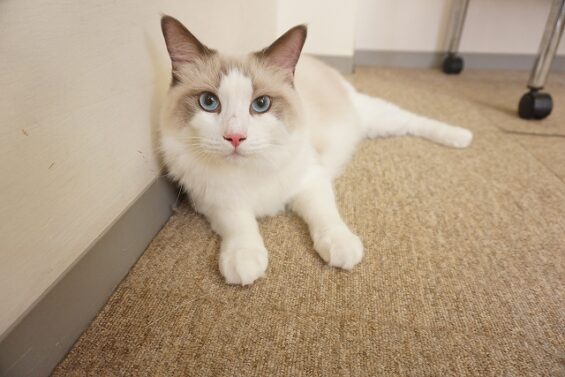 ヌーノクラブ 猫専用ペットホテル 都内 中野区 フリースペースでのびのび お預り中の猫ちゃん  ラグドールのねむ