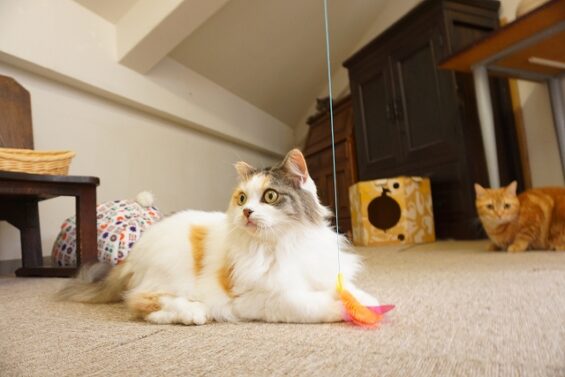 ヌーノクラブ　猫専用ペットホテル　都内　中野区　フリースペースでのびのび　お預り中の猫ちゃん ブリティッシュショートヘアーのミロ