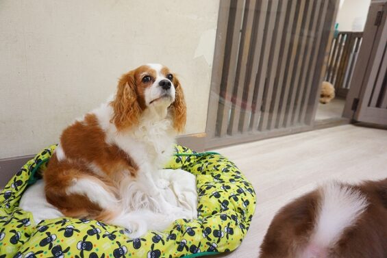 ヌーノクラブ 犬のペットホテル 東京 中野区 フリースペースでのびのび お預かり中 キャバリアの小桃