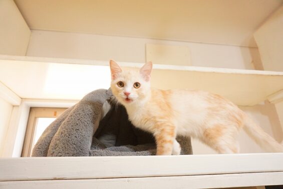 ヌーノクラブ　猫専用ペットホテル　都内　中野区　フリースペースでのびのび　お預り中の猫ちゃん　ミックスのアイス